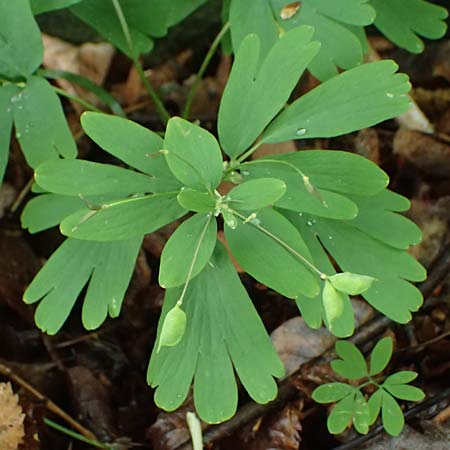 Isopyrum thalictroides \ Wiesenrauten-Muschelblmchen / False Rue Anemone, A Krems 7.5.2022