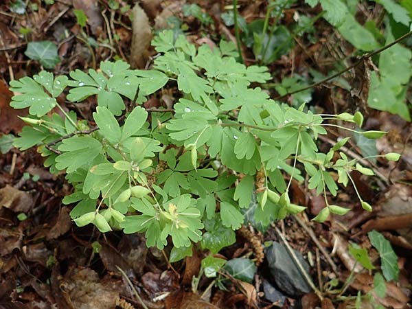 Isopyrum thalictroides \ Wiesenrauten-Muschelblmchen / False Rue Anemone, A Krems 7.5.2022