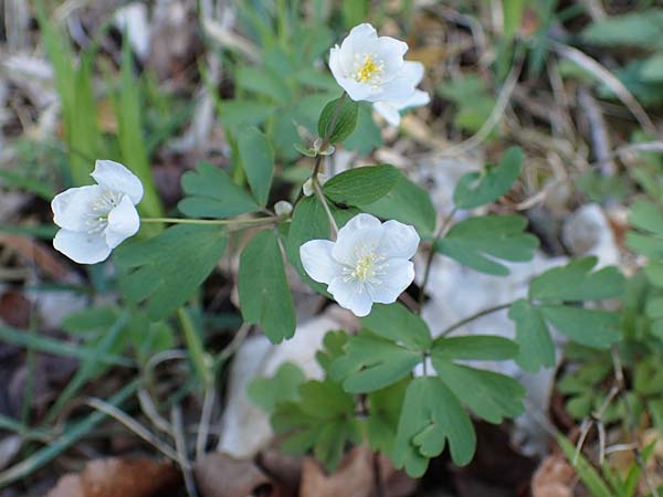 Isopyrum thalictroides \ Wiesenrauten-Muschelblmchen / False Rue Anemone, A Krems 1.4.2023