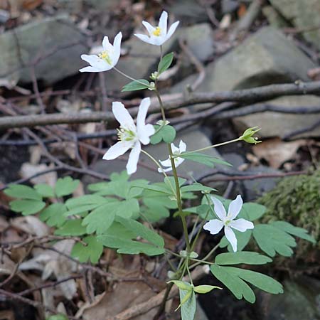 Isopyrum thalictroides \ Wiesenrauten-Muschelblmchen, A Krems 1.4.2023