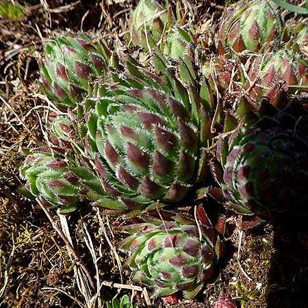 Sempervivum globiferum subsp. hirtum \ Behaarte Fransenhauswurz / Hairy Hen-and-Chicks, A Kärnten/Carinthia, St. Paul im Lavanttal 4.4.2023