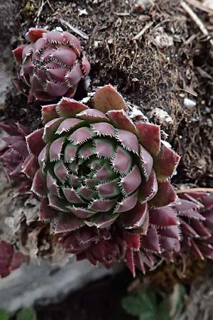 Sempervivum globiferum subsp. hirtum \ Behaarte Fransenhauswurz / Hairy Hen-and-Chicks, A Leoben 8.3.2024