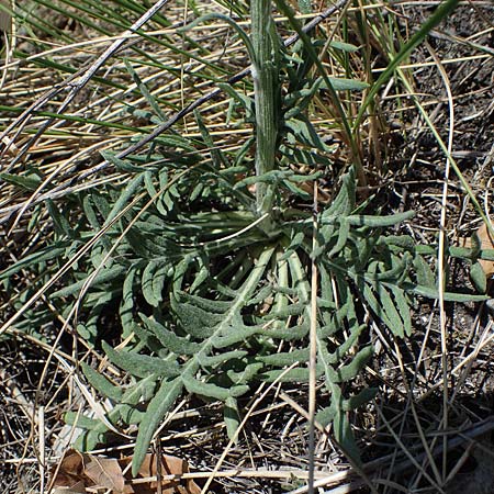 Jurinea mollis \ Weiche Silberscharte, Spinnweb-Bisamdistel / Soft Knapweed, Jurinea, A Hainburg 14.5.2022