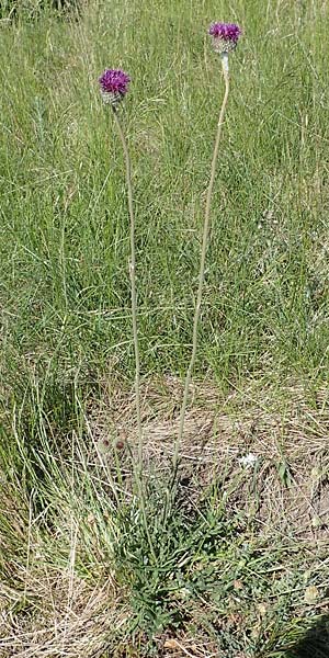 Jurinea mollis \ Weiche Silberscharte, Spinnweb-Bisamdistel / Soft Knapweed, Jurinea, A Hainburg 14.5.2022