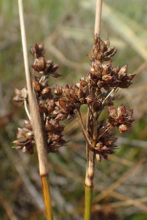 Juncus maritimus \ Strand-Binse / Sea Rush, A Seewinkel, Apetlon 26.9.2022