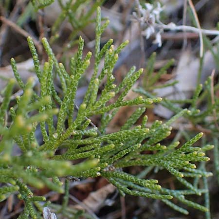 Juniperus sabina / Rock Cedar, Savin, A Osttirol, Matrei 5.4.2023