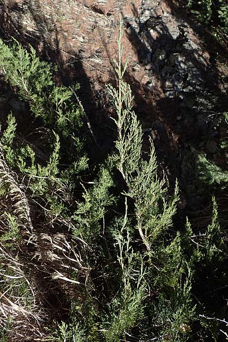 Juniperus sabina \ Stink-Wacholder, Sadebaum / Rock Cedar, Savin, A Osttirol, Matrei 5.4.2023
