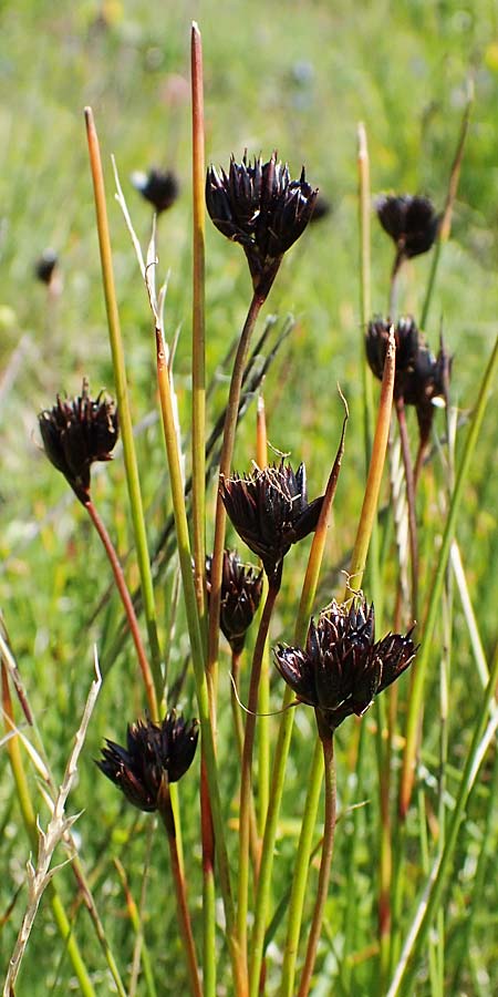 Juncus jacquinii \ Jacquins Binse, Gmsen-Binse / Jacquin's Rush, A Wölzer Tauern, Kleiner Zinken 24.7.2021