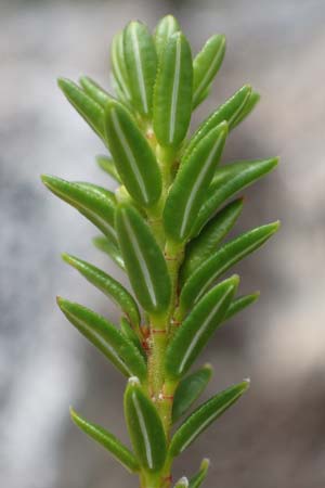 Empetrum nigrum \ Krhenbeere, Rauschbeere / Crow Berry, A Niedere Tauern, Sölk-Pass 26.7.2021