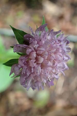 Knautia drymeia subsp. drymeia \ Ungarische Witwenblume, Balkan-Witwenblume, A Orthof am Semmering 29.6.2020