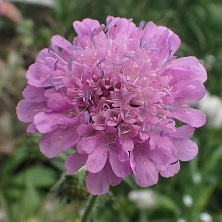 Knautia drymeia subsp. drymeia \ Ungarische Witwenblume, Balkan-Witwenblume / Hungarian Widow Flower, A Pusterwald, Eiskar 29.6.2021