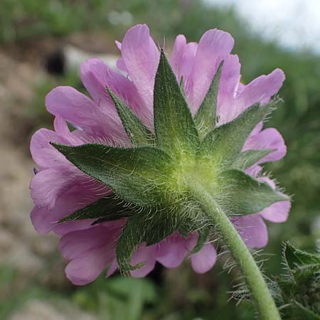 Knautia drymeia subsp. drymeia \ Ungarische Witwenblume, Balkan-Witwenblume / Hungarian Widow Flower, A Pusterwald, Eiskar 29.6.2021