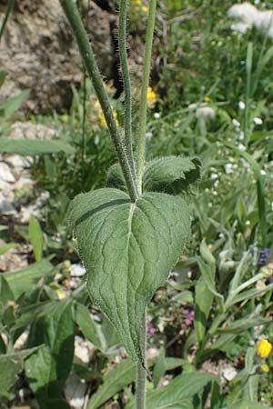 Knautia drymeia subsp. drymeia \ Ungarische Witwenblume, Balkan-Witwenblume, A Pusterwald, Eiskar 29.6.2021