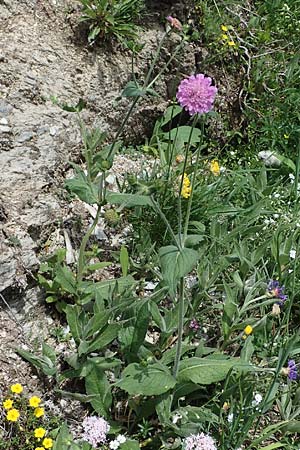 Knautia drymeia subsp. drymeia \ Ungarische Witwenblume, Balkan-Witwenblume / Hungarian Widow Flower, A Pusterwald, Eiskar 29.6.2021