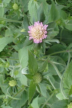 Knautia drymeia subsp. drymeia \ Ungarische Witwenblume, Balkan-Witwenblume / Hungarian Widow Flower, A Kärnten/Carinthia, Koralpe 4.7.2023