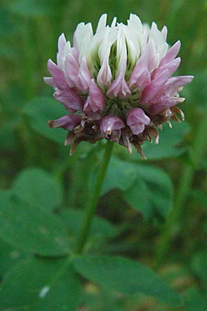 Trifolium hybridum \ Schweden-Klee / Alsike Clover, A Kärnten/Carinthia, Petzen 21.7.2007