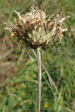 Klasea lycopifolia \ Wolfstrappblttrige Scharte, Ungarische Scharte / Gipsywort-Leaved Klasea, A Hainburg 8.7.2023