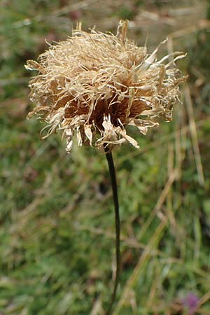 Klasea lycopifolia \ Wolfstrappblttrige Scharte, Ungarische Scharte / Gipsywort-Leaved Klasea, A Hainburg 8.7.2023