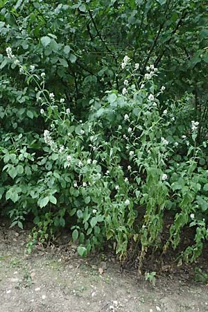 Nepeta cataria \ Echte Katzenminze, A Ladendorf 10.7.2023