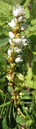 Bistorta vivipara \ Knllchen-Knterich, A Kärnten, Petzen 21.7.2007