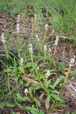 Bistorta vivipara \ Knllchen-Knterich / Alpine Bistort, A Lechtal, Forchach 23.6.2011