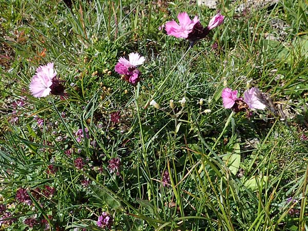 Dianthus carthusianorum subsp. carthusianorum / Carthusian Pink, A Wölzer Tauern, Kleiner Zinken 24.7.2021