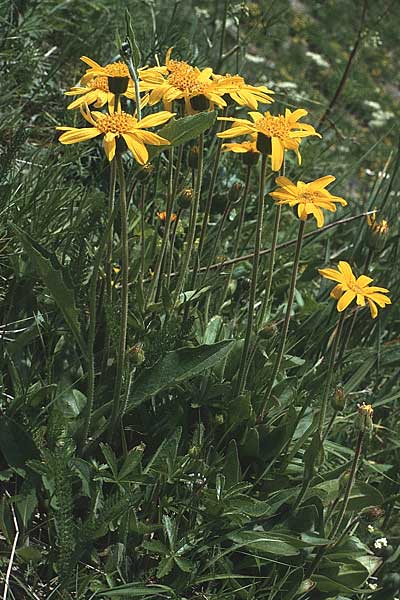 Doronicum clusii subsp. clusii \ Clusius' Gmswurz / Clusius' Leopard's-Bane, A Widderstein 12.7.1987