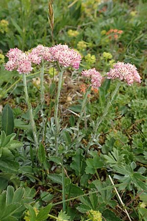 Antennaria dioica \ Gewhnliches Katzenpftchen / Mountain Everlasting, A Trenchtling 3.7.2019