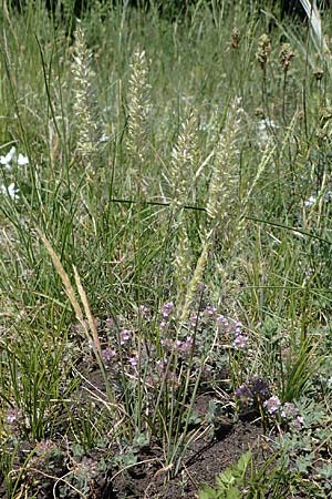 Koeleria pyramidata \ Pyramiden-Kammschmiele / Pyramidal Hair Grass, A Hainburg 14.5.2022