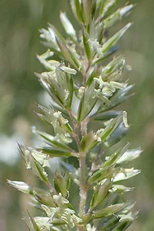 Koeleria pyramidata \ Pyramiden-Kammschmiele / Pyramidal Hair Grass, A Hainburg 14.5.2022