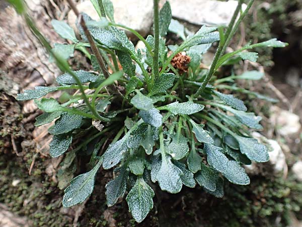 Kernera saxatilis \ Felsen-Kugelschtchen, A Trenchtling 3.7.2019