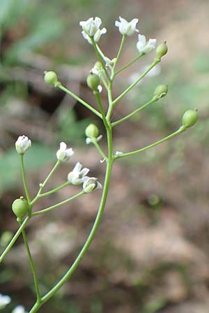 Kernera saxatilis \ Felsen-Kugelschtchen / Kernera, A Trenchtling 3.7.2019