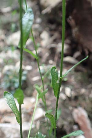 Kernera saxatilis \ Felsen-Kugelschtchen / Kernera, A Trenchtling 3.7.2019