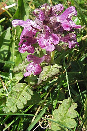 Pedicularis verticillata \ Quirlblttriges Lusekraut / Verticillate Lousewort, A Kärnten/Carinthia, Petzen 21.7.2007