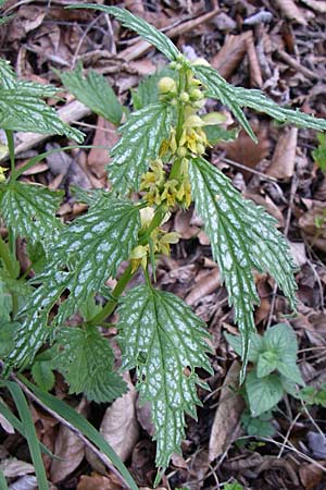 Lamium montanum \ Berg-Goldnessel, A Menauer Alm 31.5.2008