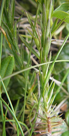 Linum alpinum / Mountain Flax, A Carinthia, Petzen 2.7.2010