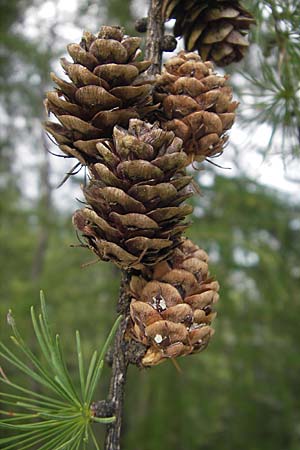 Larix decidua \ Europische Lrche / European Larch, A Kärnten/Carinthia, Petzen 2.7.2010