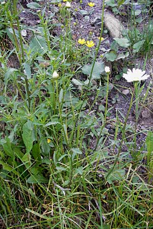 Leucanthemum vulgare \ Magerwiesen-Margerite, Frhe Wucherblume / Early Ox-Eye Daisy, A Malta - Tal / Valley 19.7.2010