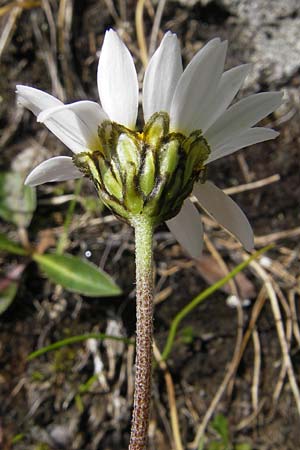 Leucanthemopsis alpina \ Alpen-Margerite, A Malta - Tal 19.7.2010