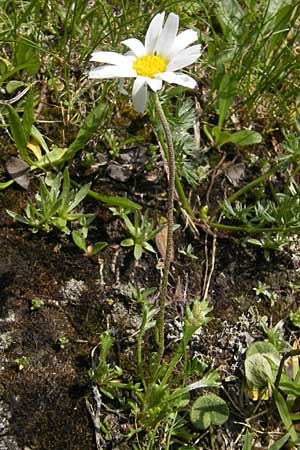 Leucanthemopsis alpina \ Alpen-Margerite, A Malta - Tal 19.7.2010