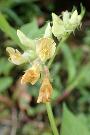 Lathyrus ochraceus subsp. ochraceus \ Ockergelbe Platterbse, A Kärnten, St. Paul im Lavanttal 16.5.2016