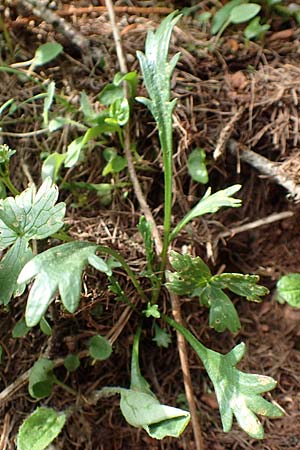 Leucanthemum atratum subsp. atratum \ Gewhnliche Schwarzrand-Margerite, Gewhnliche Schwarzrand-Wucherblume / Ox-Eye Daisy, A Trenchtling 3.7.2019