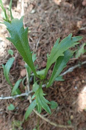 Leucanthemum atratum subsp. atratum \ Gewhnliche Schwarzrand-Margerite, Gewhnliche Schwarzrand-Wucherblume / Ox-Eye Daisy, A Trenchtling 3.7.2019