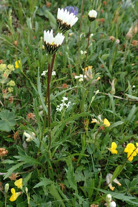 Leucanthemum atratum subsp. atratum / Ox-Eye Daisy, A Trenchtling 3.7.2019