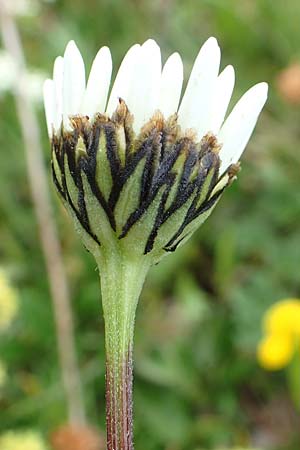 Leucanthemum atratum subsp. atratum / Ox-Eye Daisy, A Trenchtling 3.7.2019