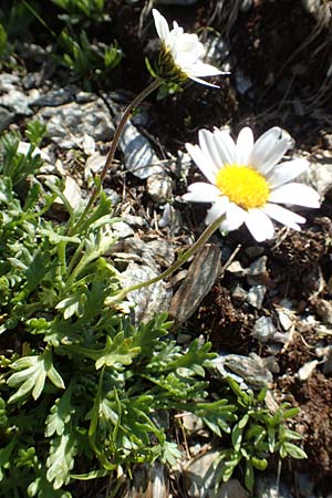 Leucanthemopsis alpina \ Alpen-Margerite / Alpine Moon Daisy, A Nockberge, Klomnock 10.7.2019