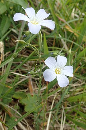 Linum alpinum / Mountain Flax, A Rax 28.6.2020