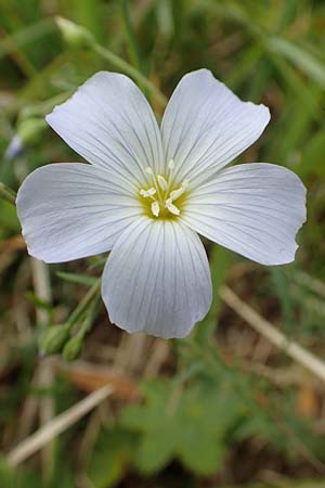 Linum alpinum / Mountain Flax, A Rax 28.6.2020