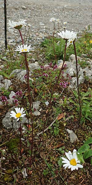 Leucanthemum atratum subsp. atratum \ Gewhnliche Schwarzrand-Margerite, Gewhnliche Schwarzrand-Wucherblume / Ox-Eye Daisy, A Schneealpe 30.6.2020