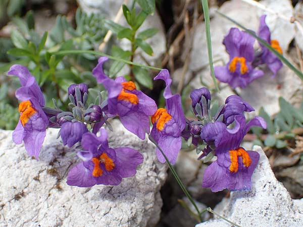 Linaria alpina \ Alpen-Leinkraut / Alpine Toadflax, A Dachstein, Auretskar 7.7.2020